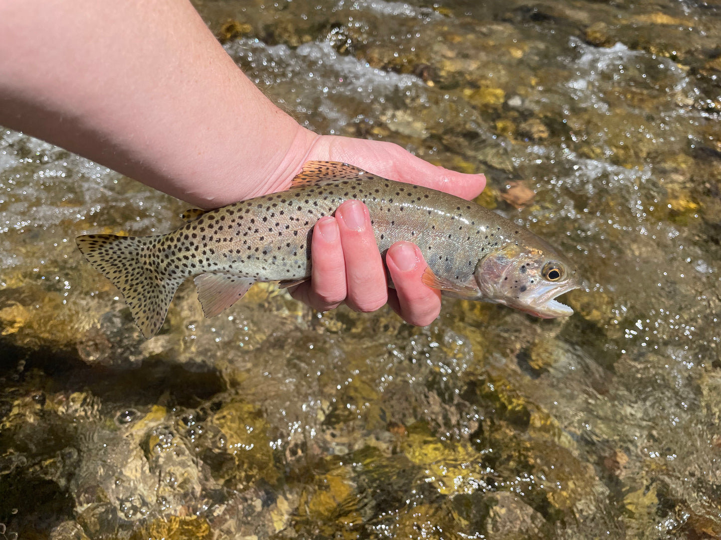 Rocky MTN "Chico" Care Package