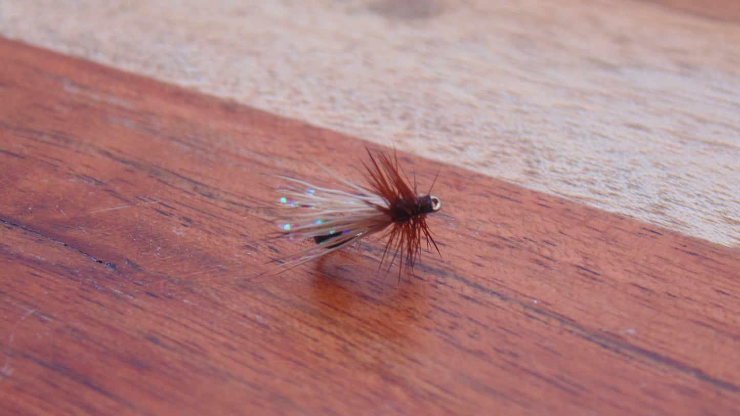 Alpine Ant