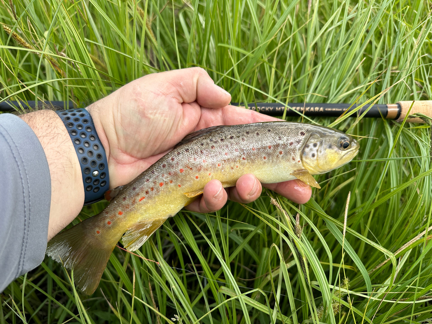Rocky MTN "Chupacabra" Tenkara rod only