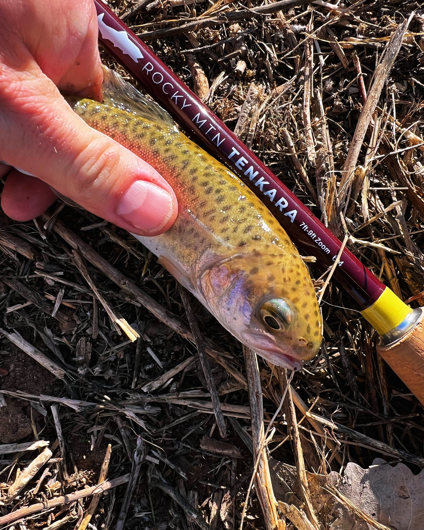 "The Chico" 7/8/9 ft. Zoom (Rod Kit only)